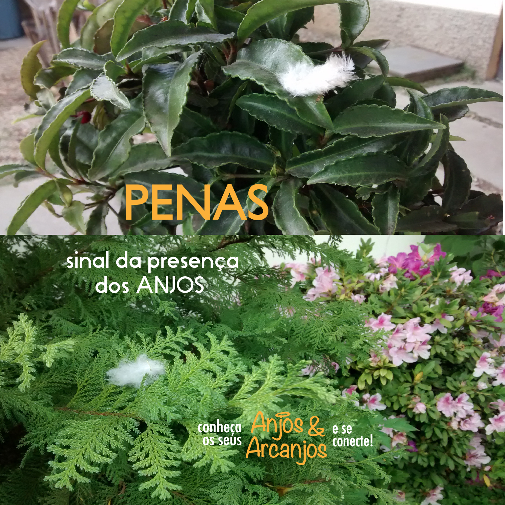 penas311